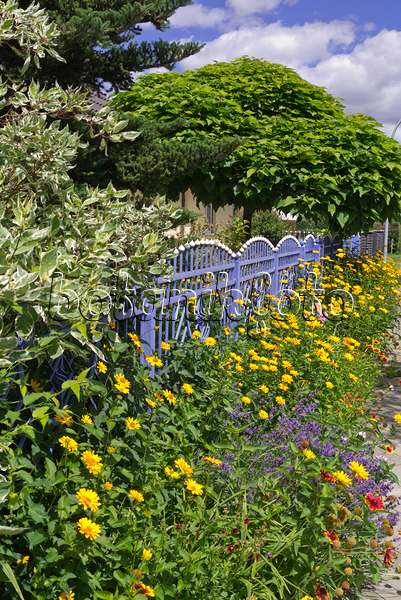 573004 - Héliopside (Heliopsis helianthoides) et lavande vrai (Lavandula angustifolia) sur une clôture de jardin bleue