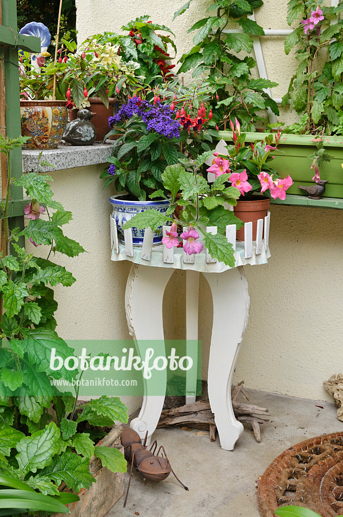 473170 - Heliotrope (Heliotropium), fuchsia (Fuchsia), Chinese foxglove (Rehmannia elata) and Brazilian jasmine (Mandevilla syn. Dipladenia) on an old flower stand