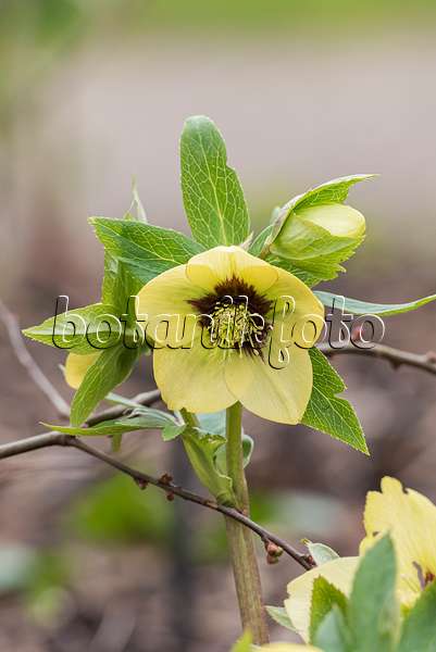 625227 - Hellébore (Helleborus x hybridus 'Harvington Yellow with Maroon Eye')