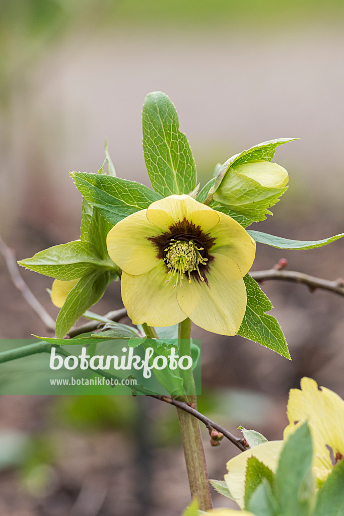 625227 - Hellebore (Helleborus x hybridus 'Harvington Yellow with Maroon Eye')