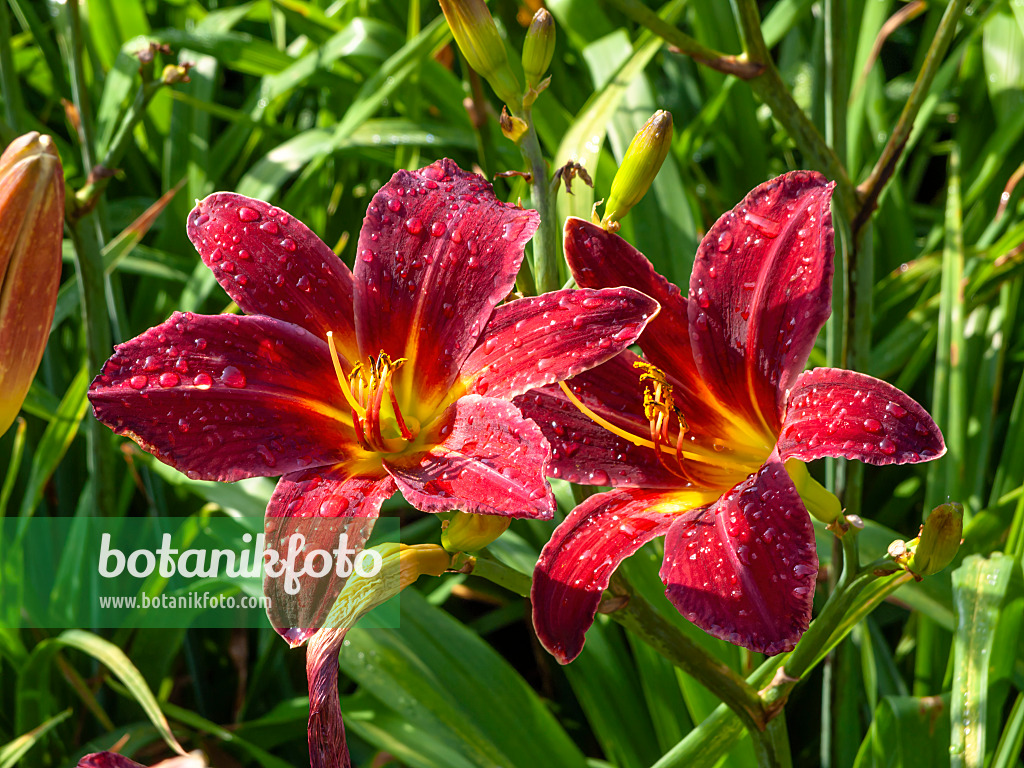 427236 - Hémérocalle (Hemerocallis Arriba)