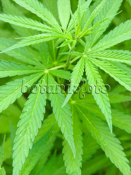426317 - Hemp (Cannabis sativa var. sativa)