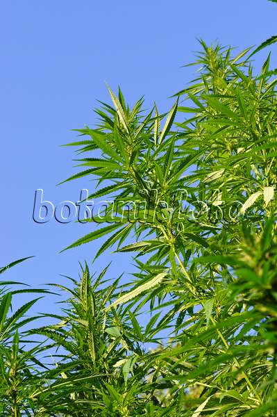 488017 - Hemp (Cannabis sativa var. spontanea)