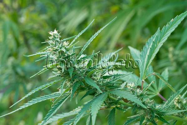 561063 - Hemp (Cannabis sativa var. spontanea) with female flowers