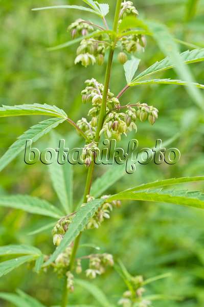 510183 - Hemp (Cannabis sativa var. spontanea) with male flowers
