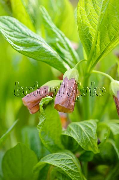 519049 - Henbane bell (Scopolia carniolica syn. Hyoscyamus scopolia)