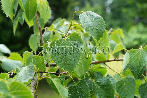 635165 - Henry's lime (Tilia henryana)