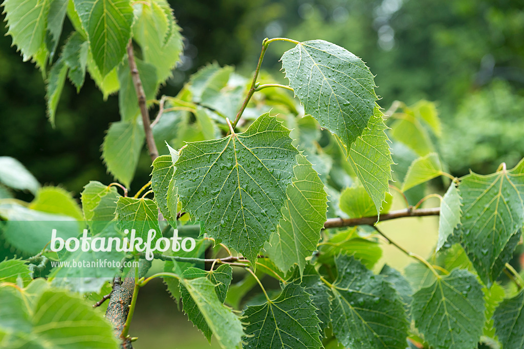 635165 - Henry's lime (Tilia henryana)