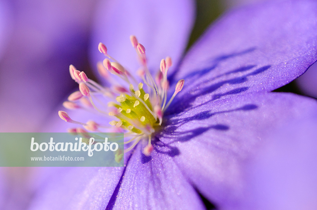 471015 - Hépatique (Hepatica nobilis)