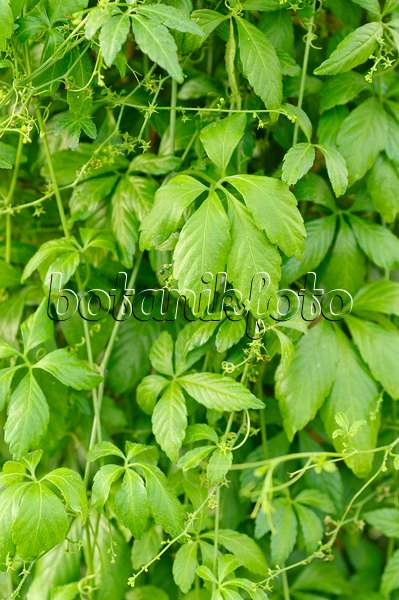 486157 - Herb of immortality (Gynostemma pentaphyllum)