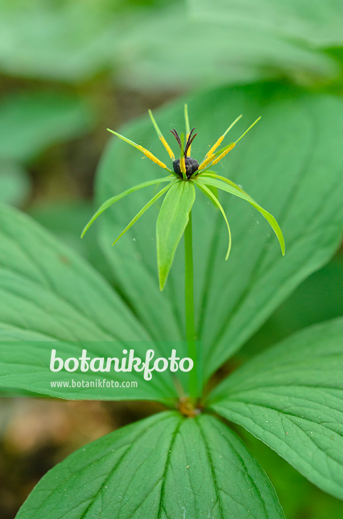 508001 - Herb paris (Paris quadrifolia)