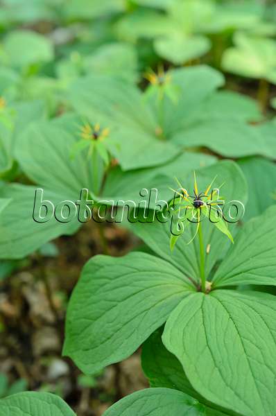 508002 - Herb paris (Paris quadrifolia)