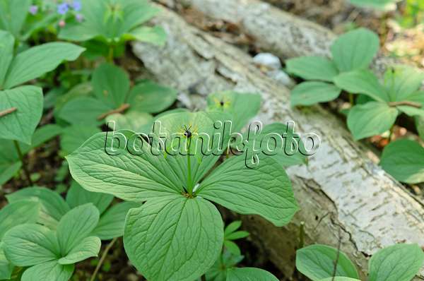 508004 - Herb paris (Paris quadrifolia)