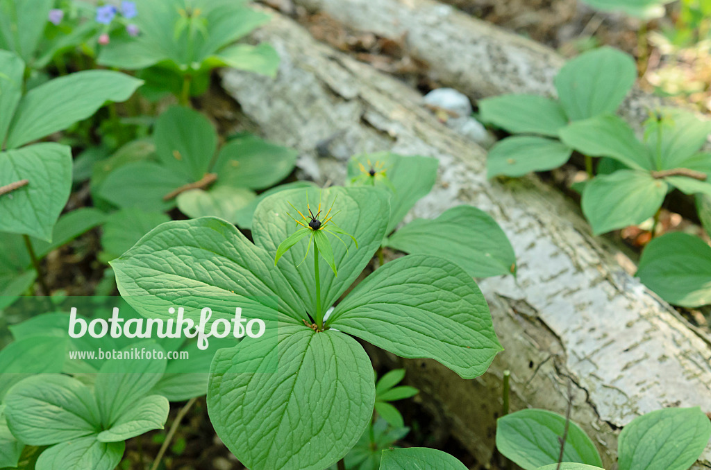 508004 - Herb paris (Paris quadrifolia)