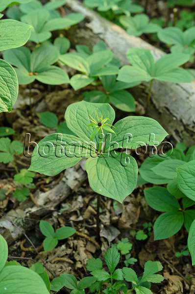 508006 - Herb paris (Paris quadrifolia)
