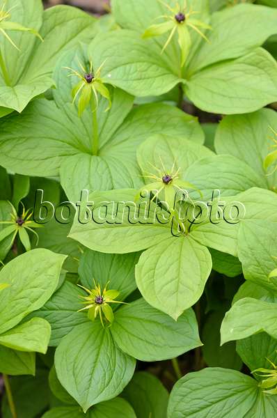 531151 - Herb paris (Paris quadrifolia)