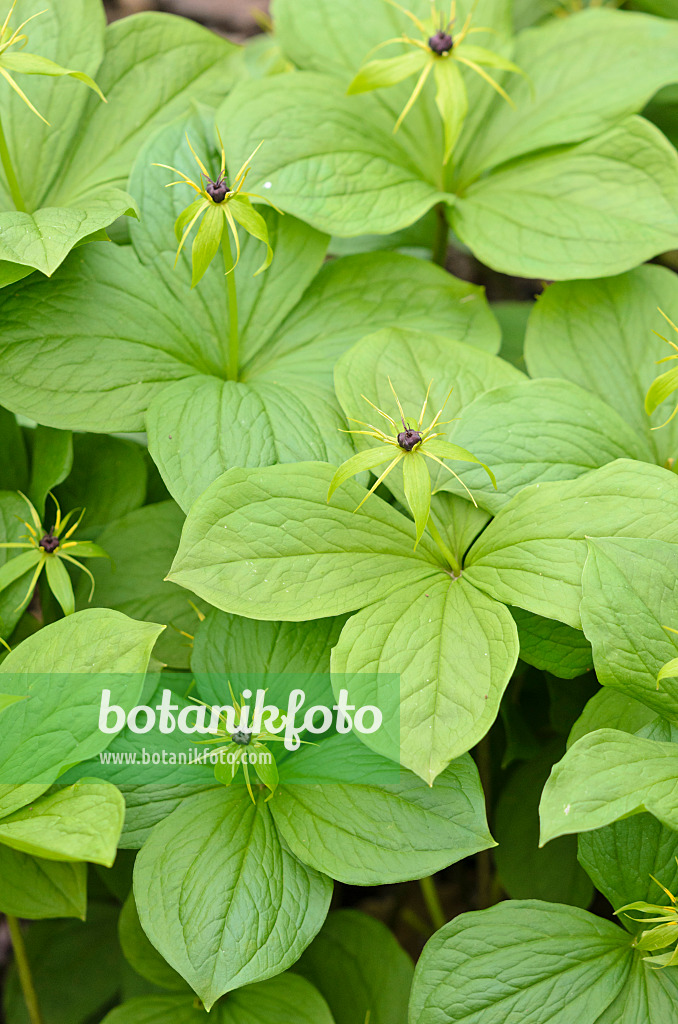 531151 - Herb paris (Paris quadrifolia)