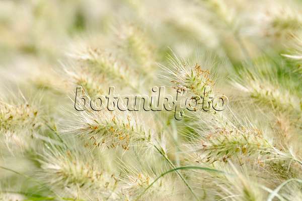 475065 - Herbe aux écouvillons (Pennisetum villosum)