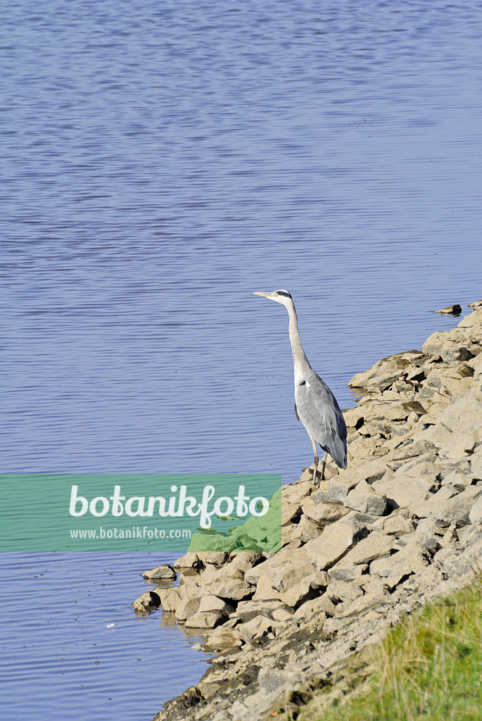 525085 - Héron cendré (Ardea cinerea)