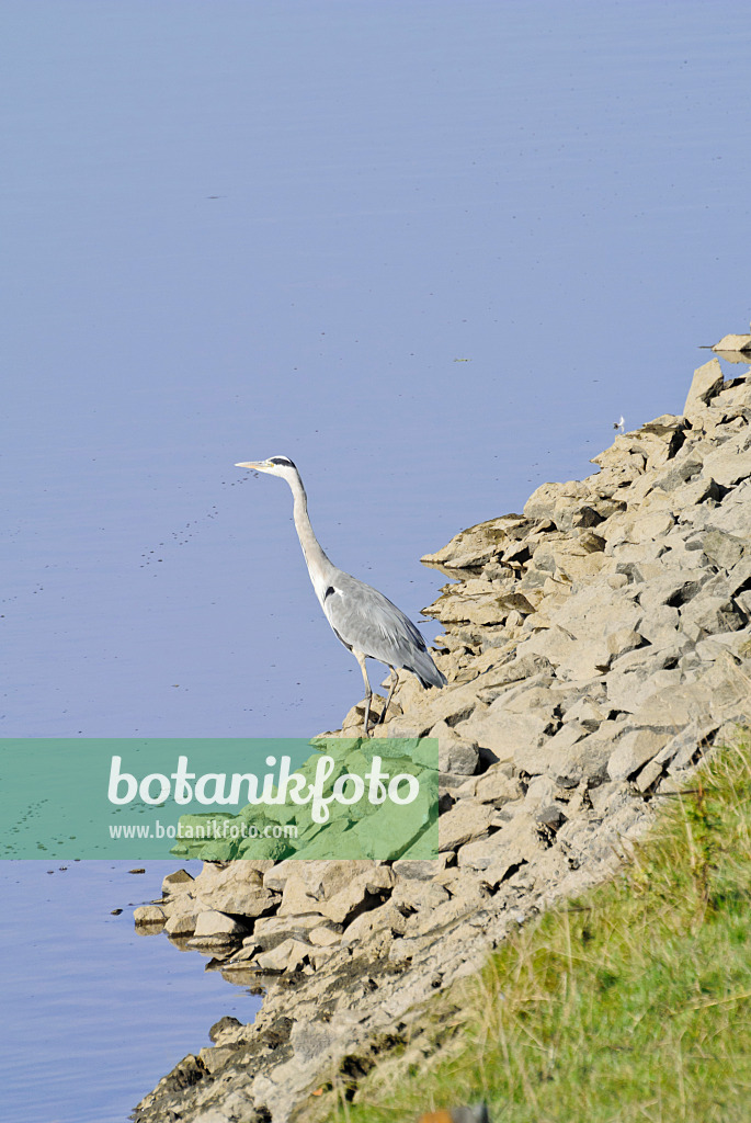 525086 - Héron cendré (Ardea cinerea)