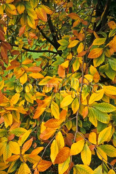 384007 - Hêtre à grandes feuilles (Fagus grandifolia)