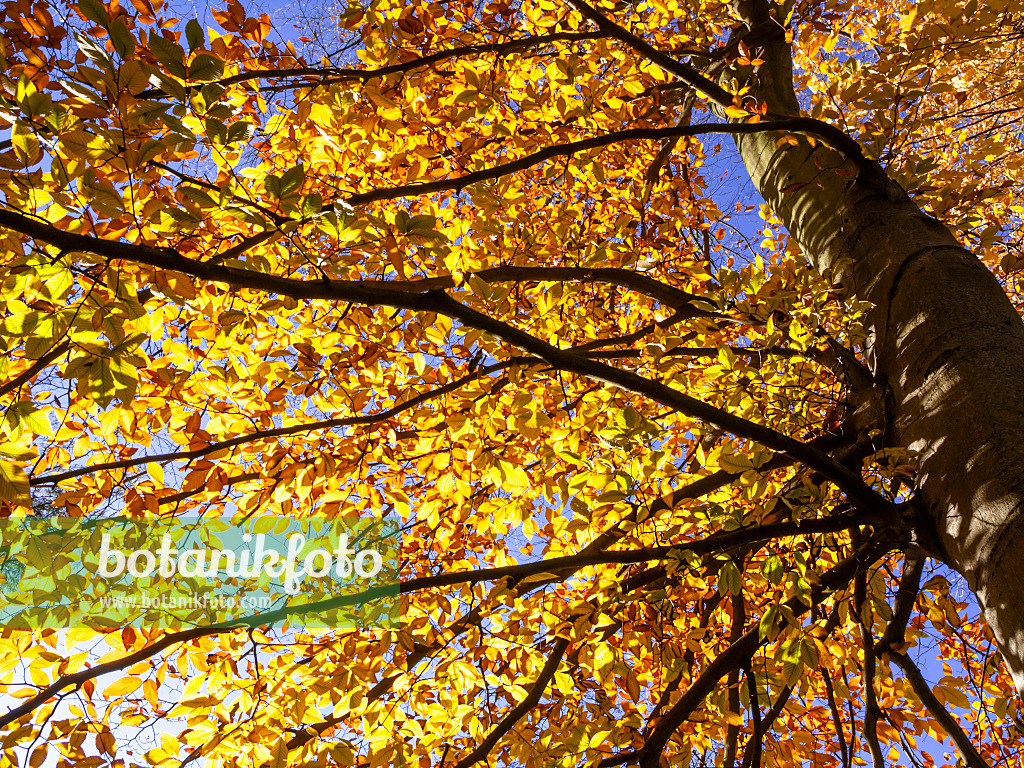 465244 - Hêtre à grandes feuilles (Fagus grandifolia)