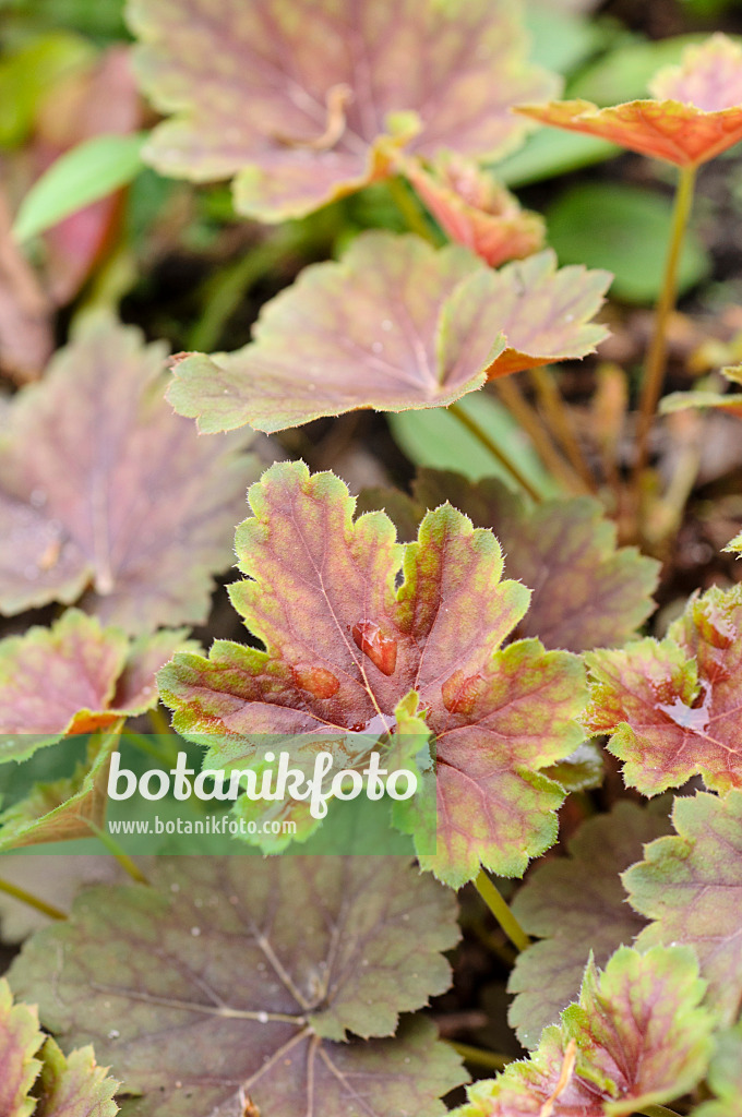 484068 - Heuchère (Heuchera americana)