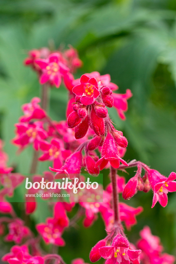 556140 - Heuchère (Heuchera sanguinea 'Leuchtkäfer')