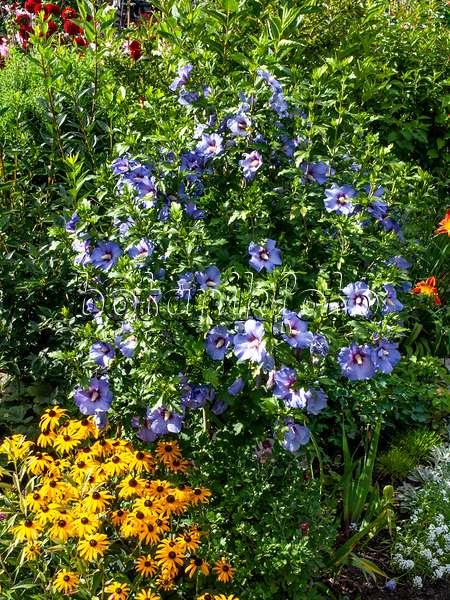 428090 - Hibiscus commun des jardins (Hibiscus syriacus)