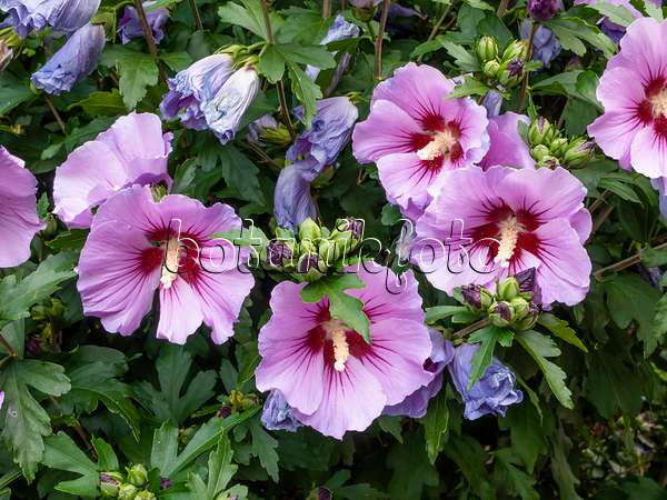 462191 - Hibiscus commun des jardins (Hibiscus syriacus)