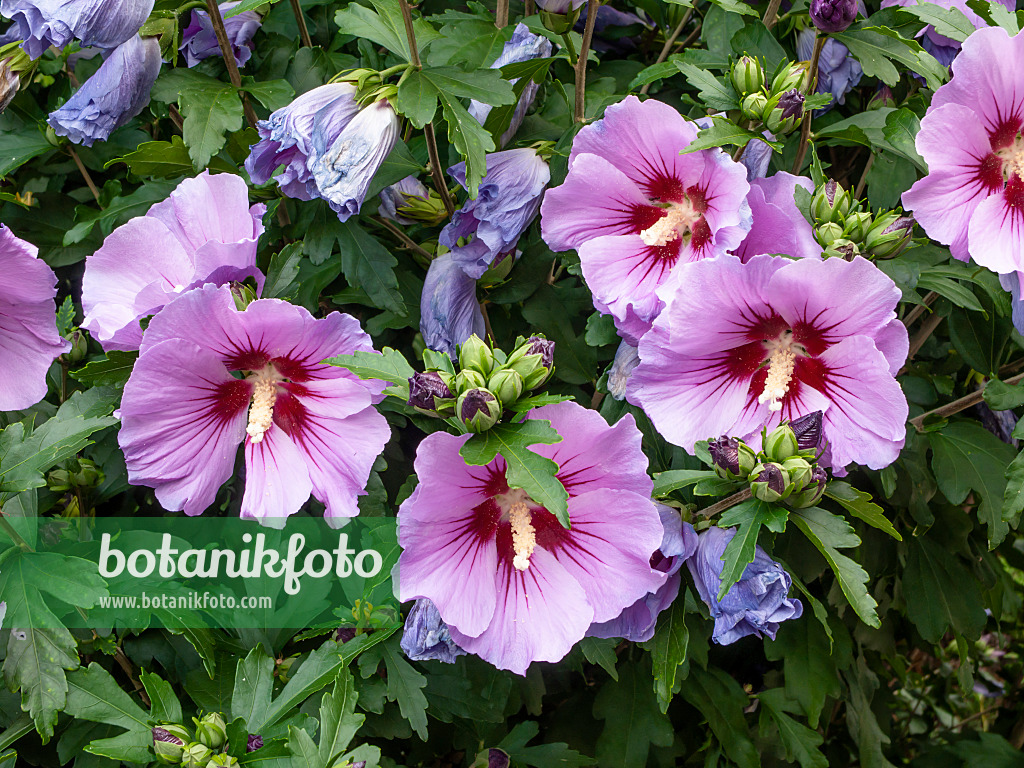 462191 - Hibiscus commun des jardins (Hibiscus syriacus)