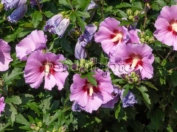 462192 - Hibiscus commun des jardins (Hibiscus syriacus)