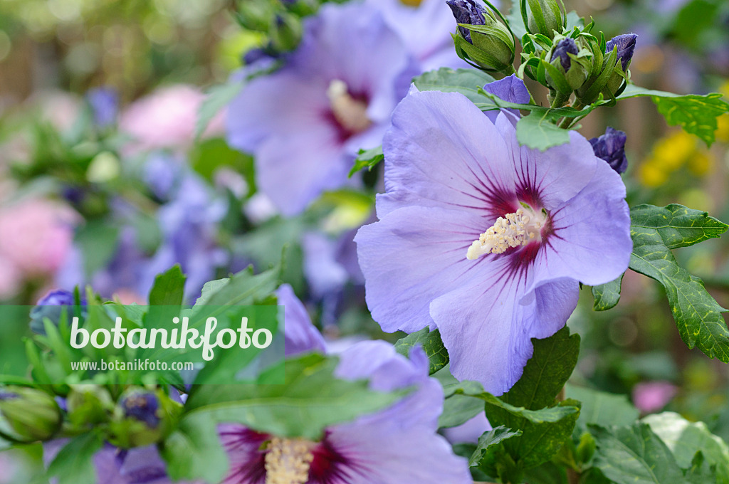 474359 - Hibiscus commun des jardins (Hibiscus syriacus)