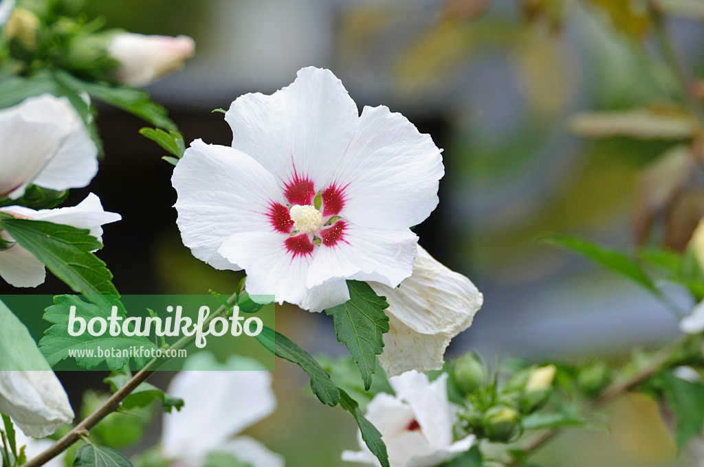 474376 - Hibiscus commun des jardins (Hibiscus syriacus)