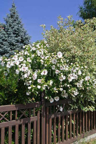 547024 - Hibiscus commun des jardins (Hibiscus syriacus)
