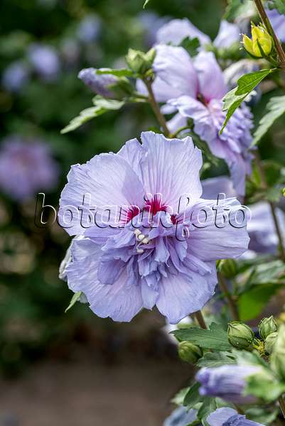 607081 - Hibiscus commun des jardins (Hibiscus syriacus 'Blue Chiffon')