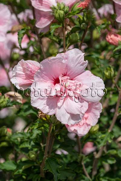 607090 - Hibiscus commun des jardins (Hibiscus syriacus 'Pink Chiffon')