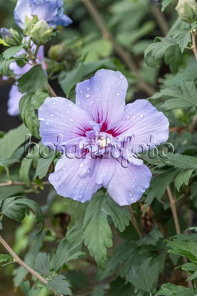 638118 - Hibiscus commun des jardins (Hibiscus syriacus 'Blue Chiffon')
