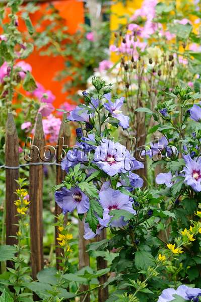 474364 - Hibiscus commun des jardins (Hibiscus syriacus) à une clôture de piquets