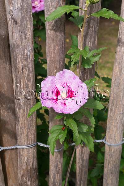 573076 - Hibiscus commun des jardins (Hibiscus syriacus) à une clôture en bois