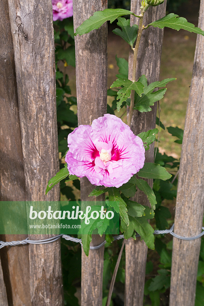 573076 - Hibiscus commun des jardins (Hibiscus syriacus) à une clôture en bois