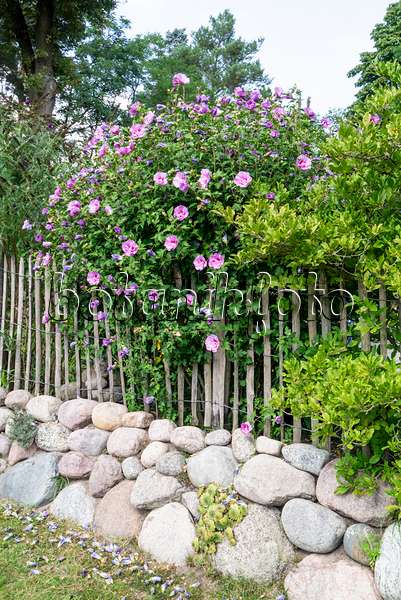 625087 - Hibiscus commun des jardins (Hibiscus syriacus) à une clôture de piquets