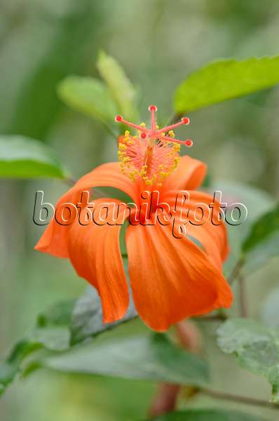 535197 - Hibiscus kokio subsp. saintjohnianus