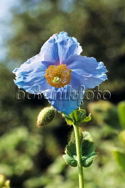 390053 - Himalayan blue poppy (Meconopsis betonicifolia)