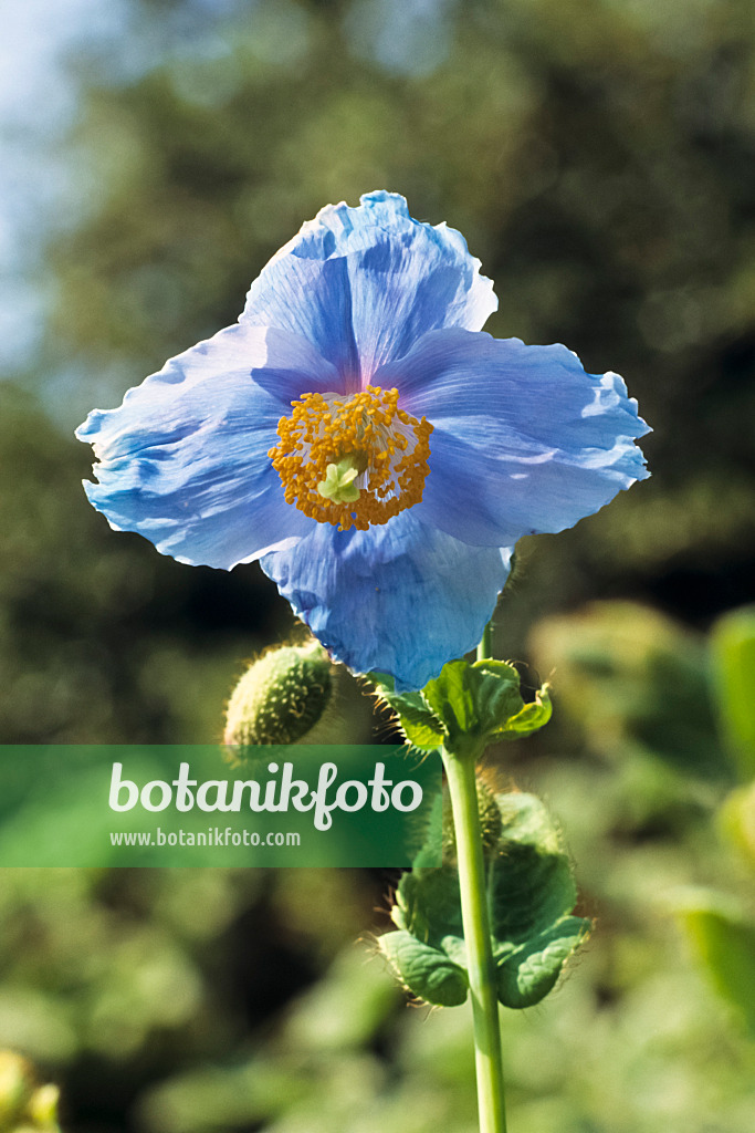 390053 - Himalayan blue poppy (Meconopsis betonicifolia)