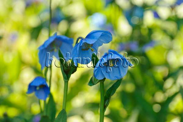 496168 - Himalayan blue poppy (Meconopsis betonicifolia)