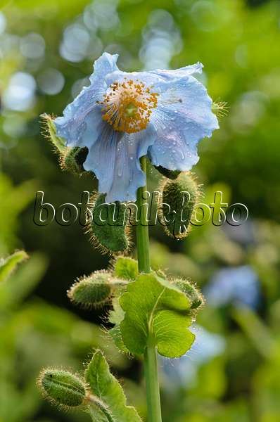 521014 - Himalayan blue poppy (Meconopsis betonicifolia)