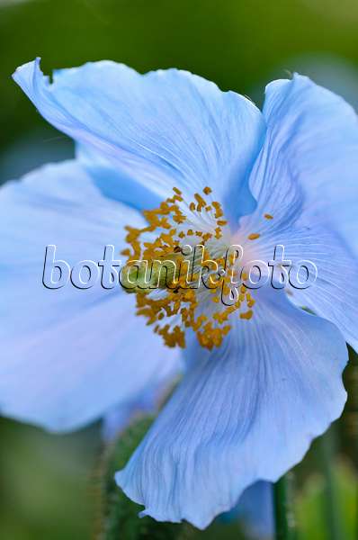 521056 - Himalayan blue poppy (Meconopsis betonicifolia)