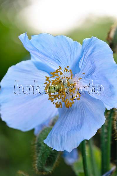 521057 - Himalayan blue poppy (Meconopsis betonicifolia)