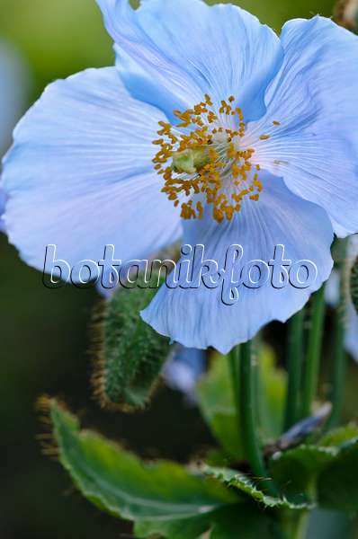 521058 - Himalayan blue poppy (Meconopsis betonicifolia)